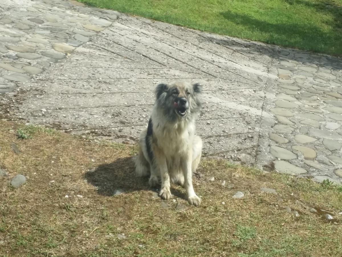 Livadaki Village Megali Kapsi Exteriör bild